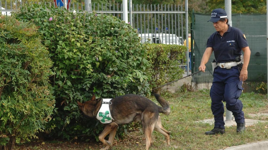 Un cane antidroga in azione (foto archivio)