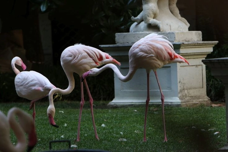 I fenicotteri rosa