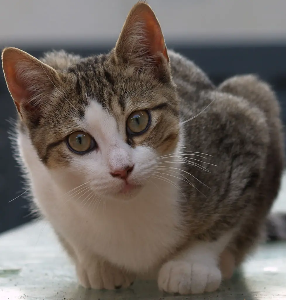 Gatto scuoiato e appeso a un albero: macabra scoperta fuori dalla scuola
