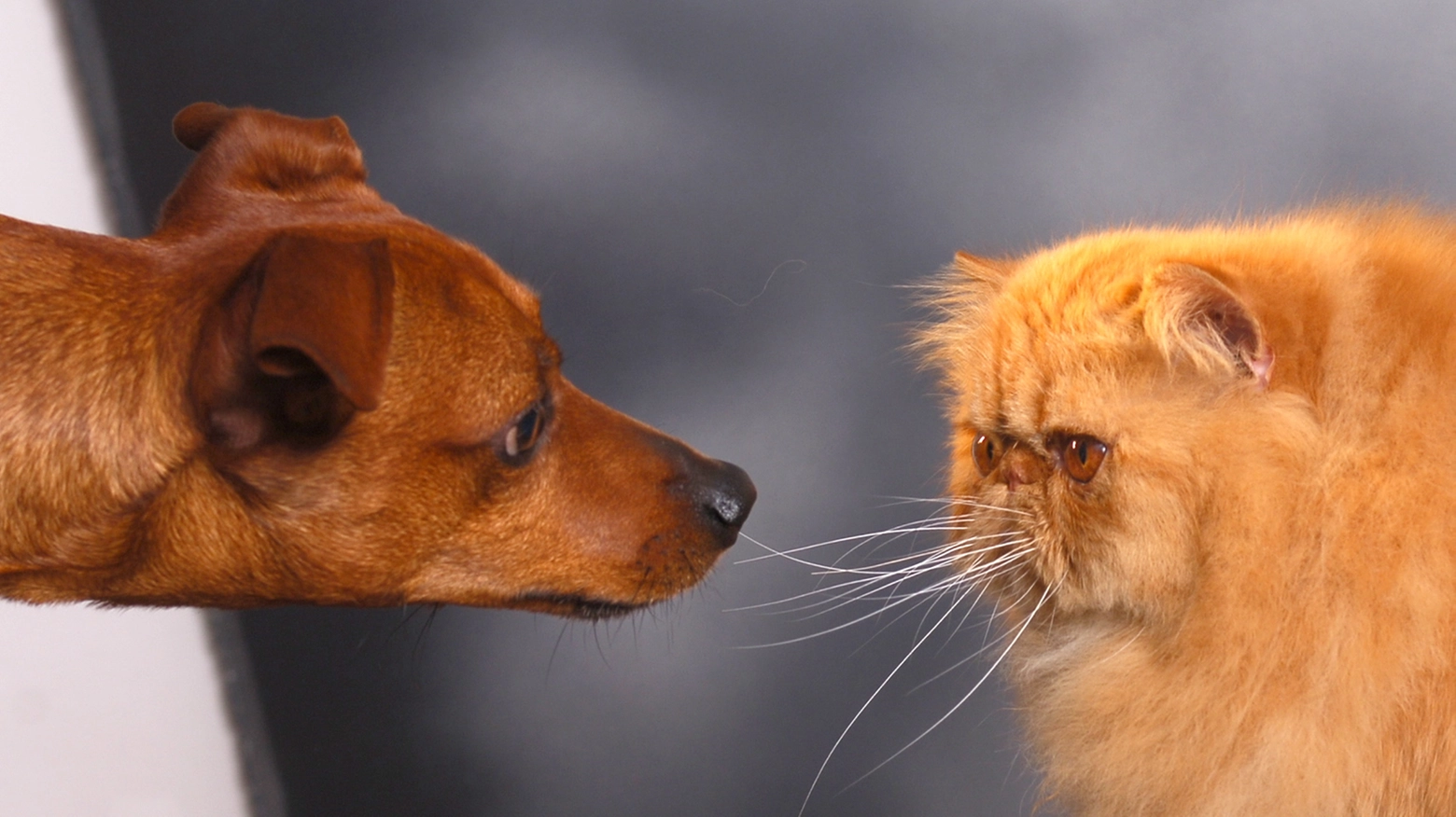Un cane e un gatto (Foto Germogli)