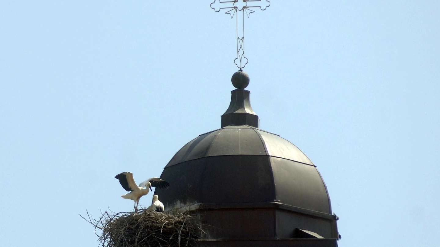 Il nido prende forma velocemente Presto nasceranno gli uccellini 
