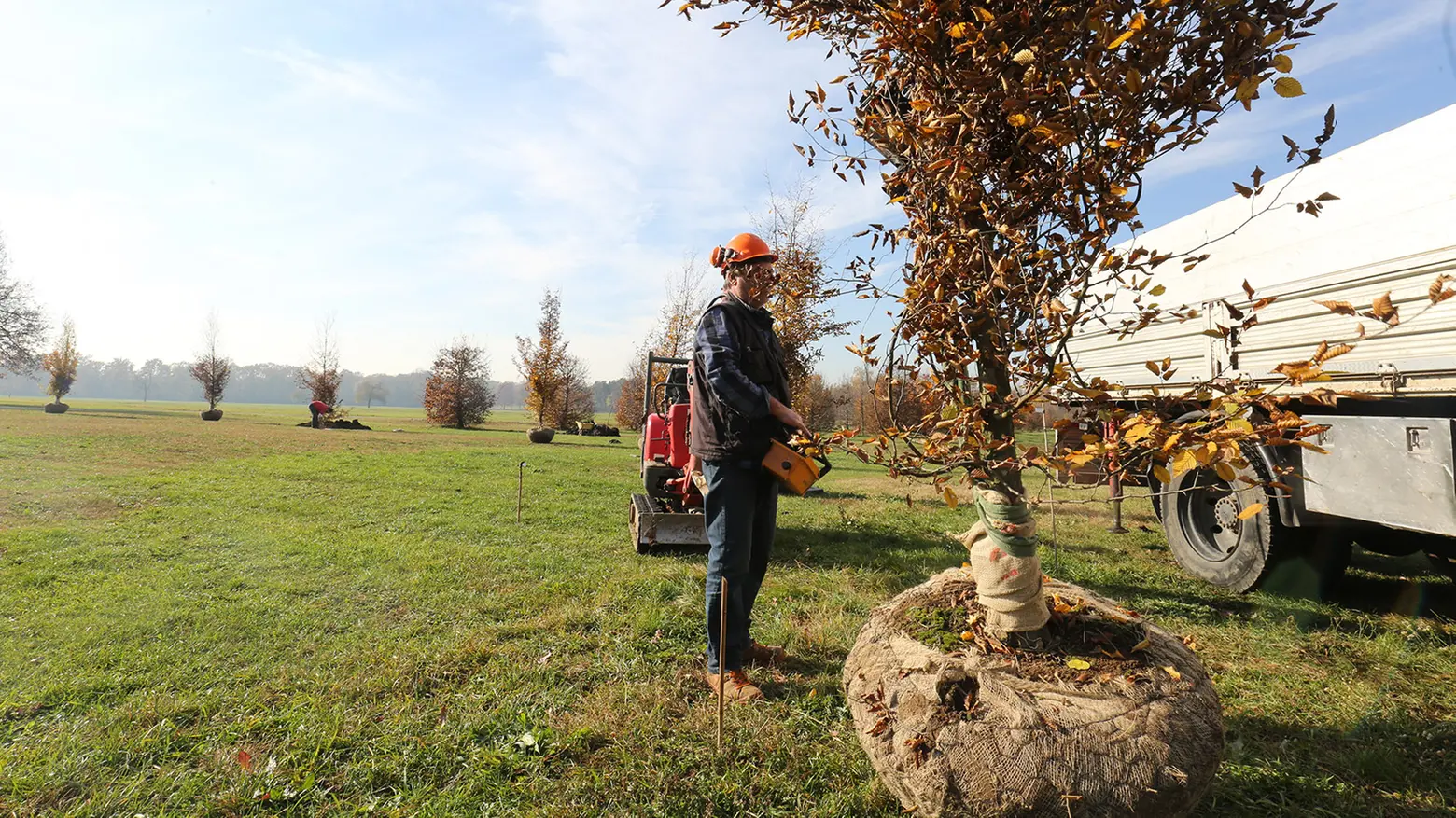 Le nuove piante del Parco di Monza Le nuove piante del Parco di Monza