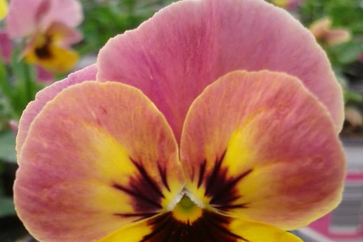 Viole e violette