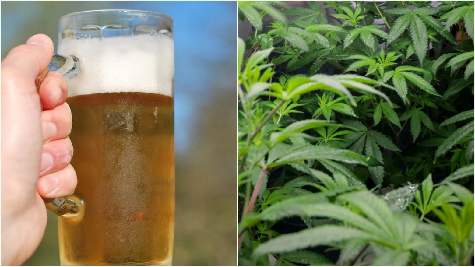 Birra alla cannabis sequestrata in tutta Italia