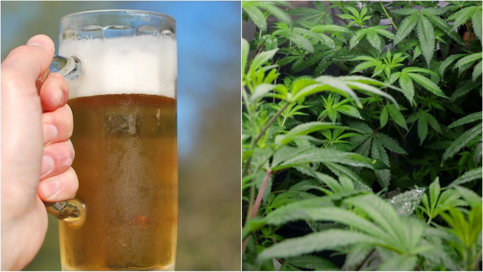 Birra alla cannabis sequestrata in tutta Italia Birra alla cannabis sequestrata in tutta Italia