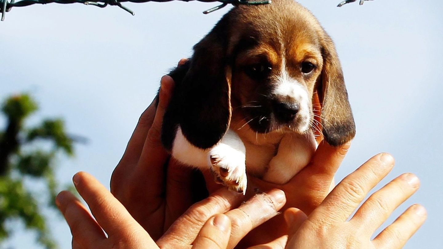 Un cucciolo di Beagle viene messo in salvo da un gruppo di persone che manifestano