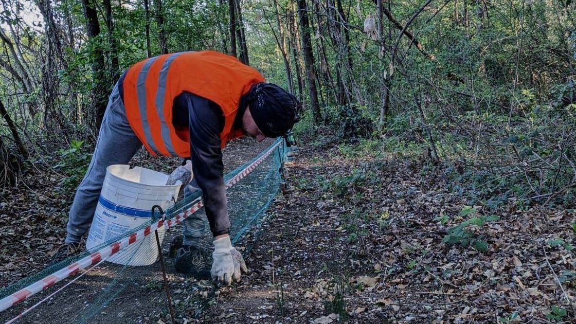 Animali da salvare  Per riprodursi  ai rospi occorre...  un “passaggio“