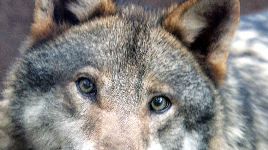 Il lupo è tornato nel Varesotto dopo decenni di assenza