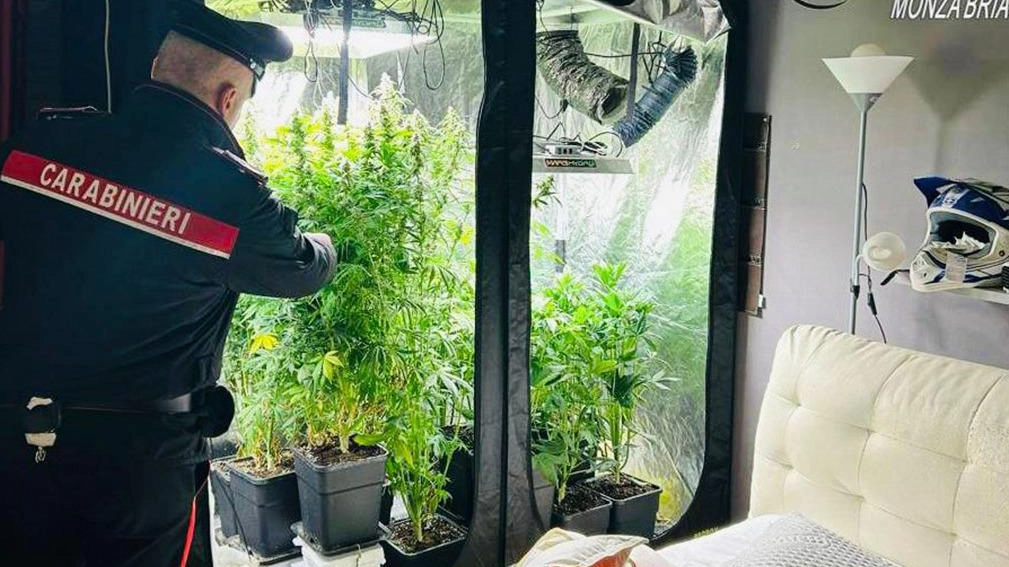 Piantagione di famiglia. Le serre di marijuana erano in camera da letto Piantagione di famiglia. Le serre di marijuana erano in camera da letto