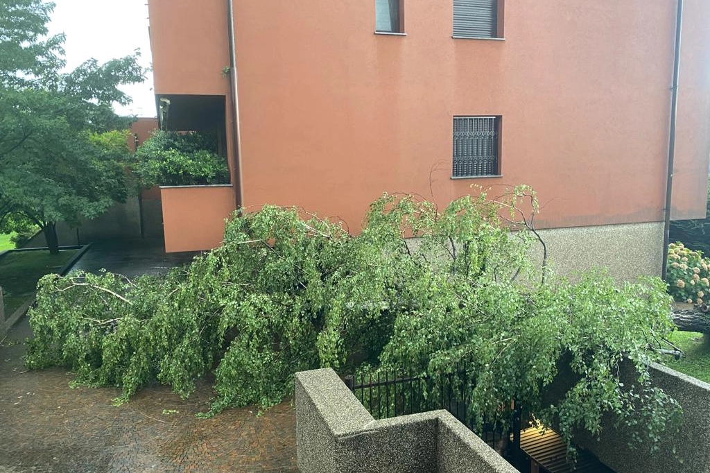 Alberi caduti per il maltempo a Legnano