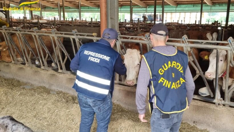 Formaggio bitto contraffatto: perquisizioni e sequestri della Guardia di Finanza