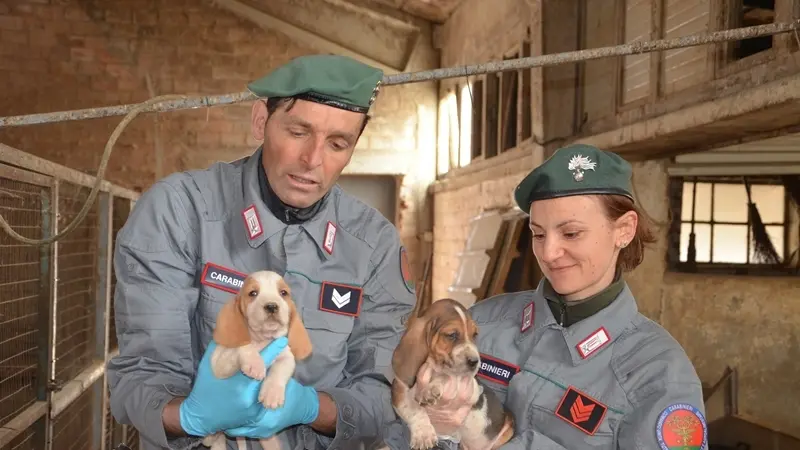 Cuccioli di cane con i carabinieri 