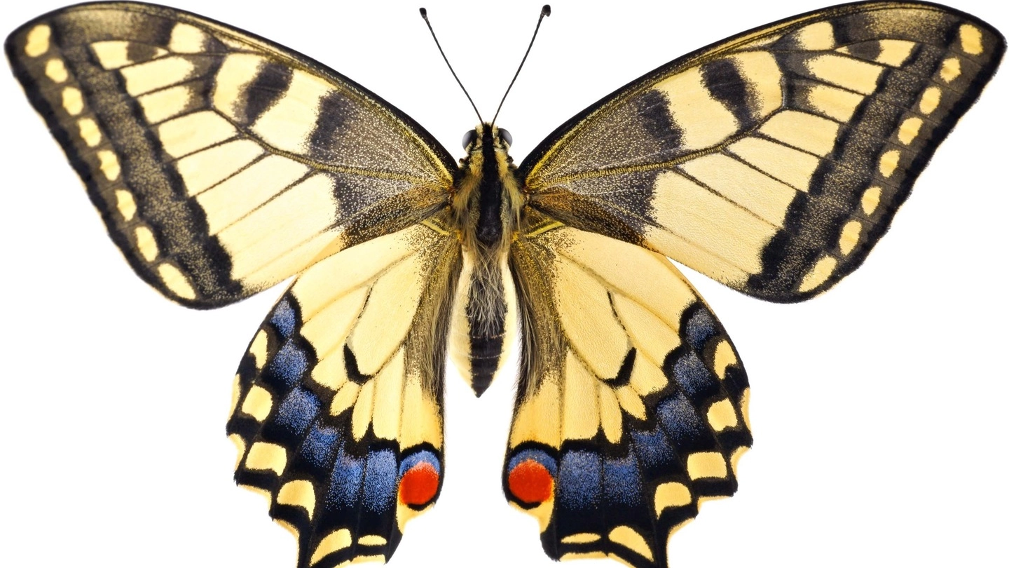 Un esemplare di macaone (Papilio machaon) Ha un’apertura alare  che arriva  a 8 centimetri: nella zona del Ticino è sempre più rara