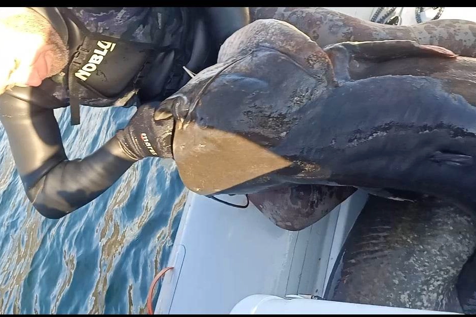 Pesce siluro pescato nel Sebino