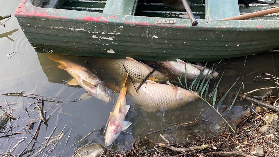 Alcuni pesci morti al laghetto del Campello lungo l'Adda a Brivio