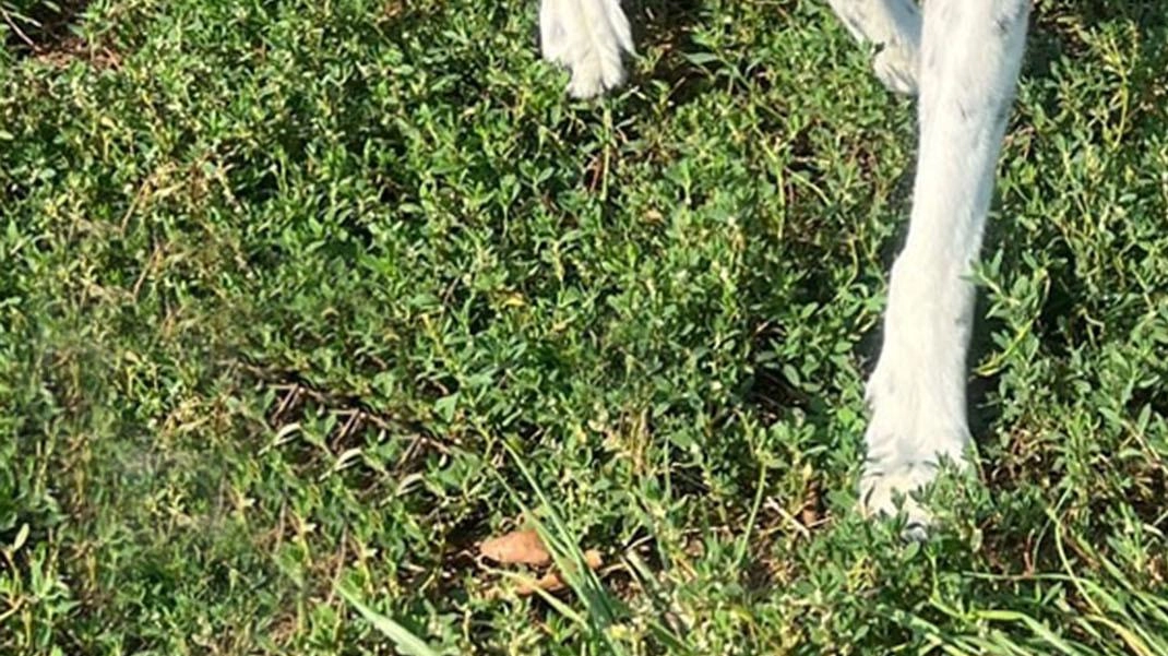Tigotà cerca una famiglia allegra a Monza
Tigotà cerca una famiglia allegra a Monza