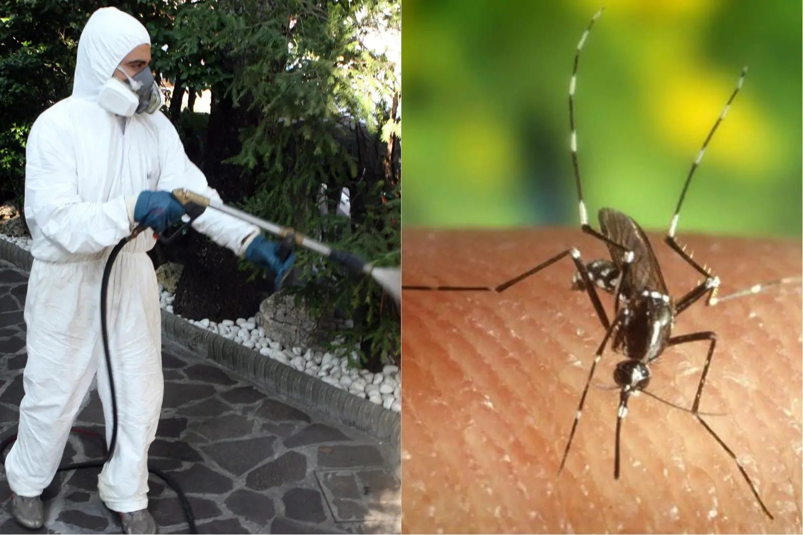 West Nile in Lombardia: virus autoctono identificato nelle zanzare a Pavia, Lodi, Cremona e Mantova