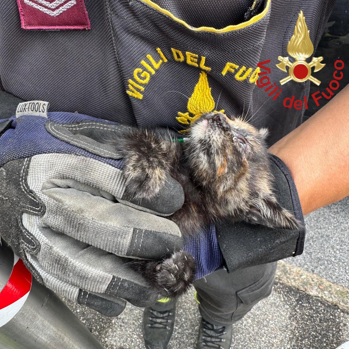 Gattino rimane incastrato in un’intercapedine a Montano Lucino. Lo salvano i vigili del fuoco