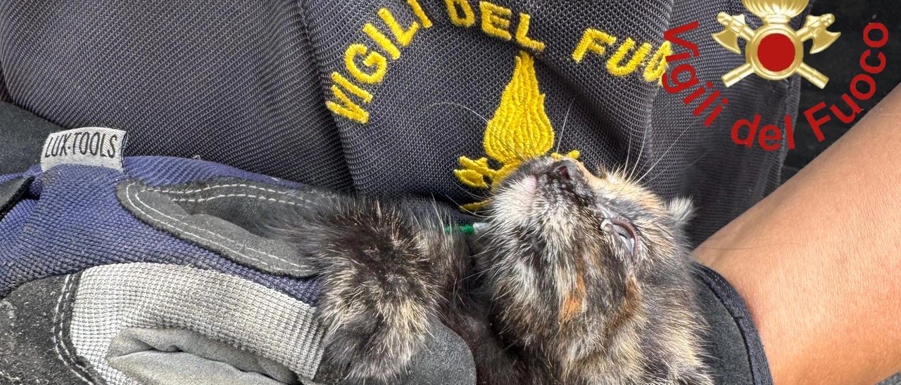 Gattino rimane incastrato in un’intercapedine a Montano Lucino. Lo salvano i vigili del fuoco