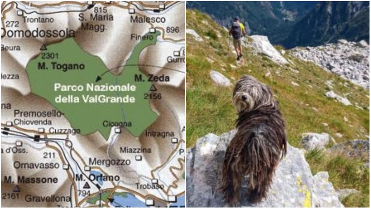 La zona in cui ha vagato Efra; a destra, il pastore bergamasco ritrovato La zona in cui ha vagato Efra; a destra, il pastore bergamasco ritrovato