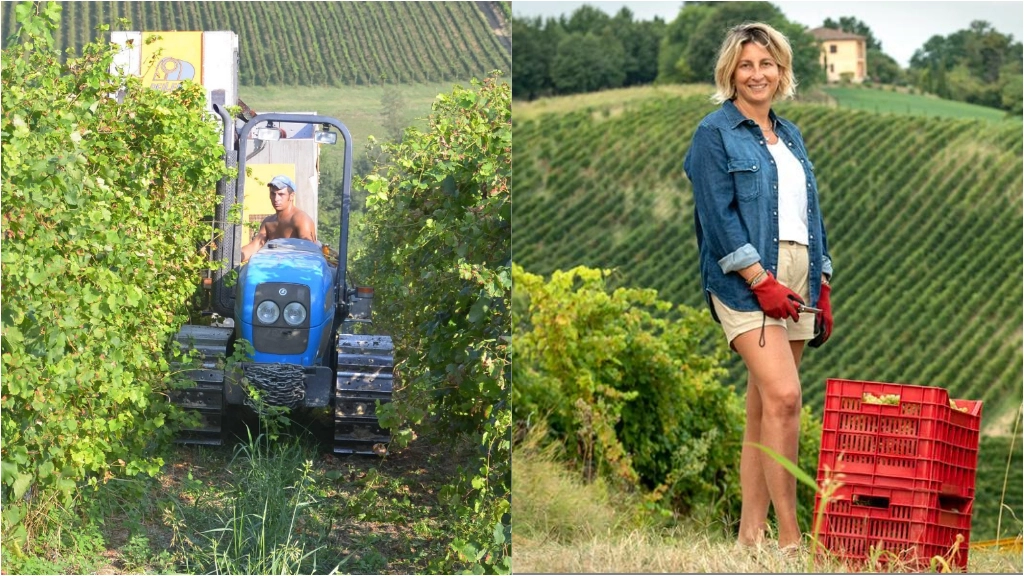 Sopra Francesca Seralvo, presidente del Consorzio Tutela Vini Oltrepò Pavese A lato un lavoratore tra le vigne pavesi Sopra Francesca Seralvo, presidente del Consorzio Tutela Vini Oltrepò Pavese A lato un lavoratore tra le vigne pavesi