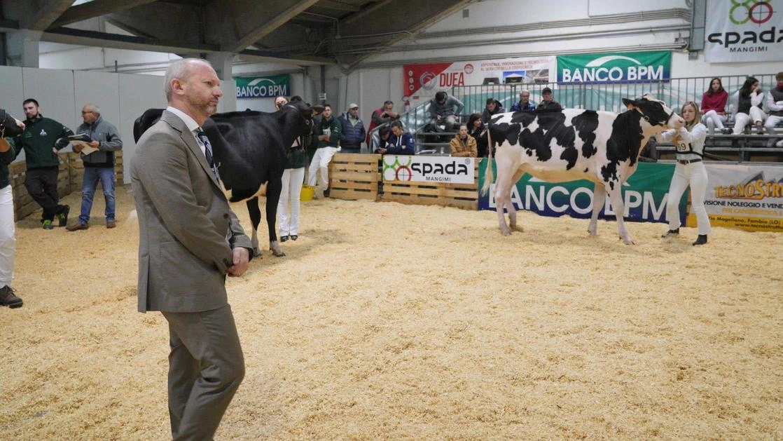 Un momento dei concorsi di una delle passate edizioni Nel 2024 erano stati 120 solamente i capi di razza Frisona