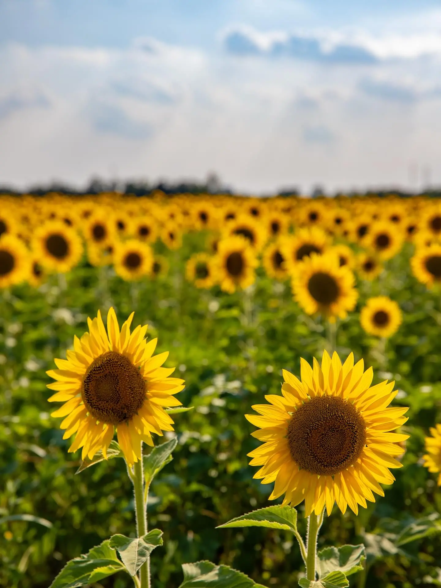 Campi di girasoli 2025 in Lombardia: dove e quando visitarli