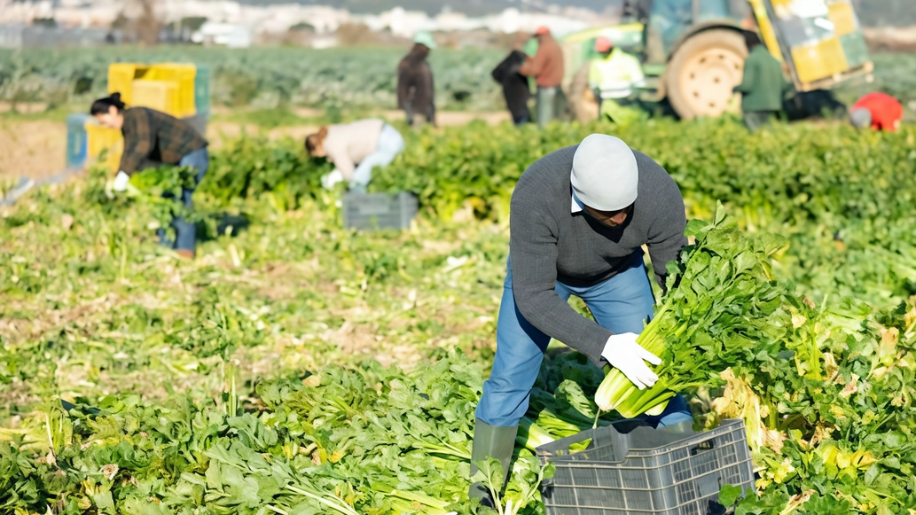 Accertata un’evasione contributiva e fiscale da 3 milioni di euro. Imprenditore agricolo denunciato, l’attività è stata sospesa. Accertata un’evasione contributiva e fiscale da 3 milioni di euro. Imprenditore agricolo denunciato, l’attività è stata sospesa.