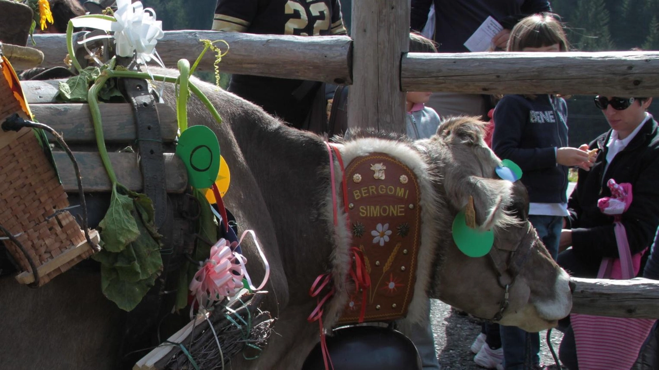 Chiareggio fa rima con alpeggio e anche quest’anno per celebrare il ritorno dei bacàn, i guardiani del bestiame che lasciano...