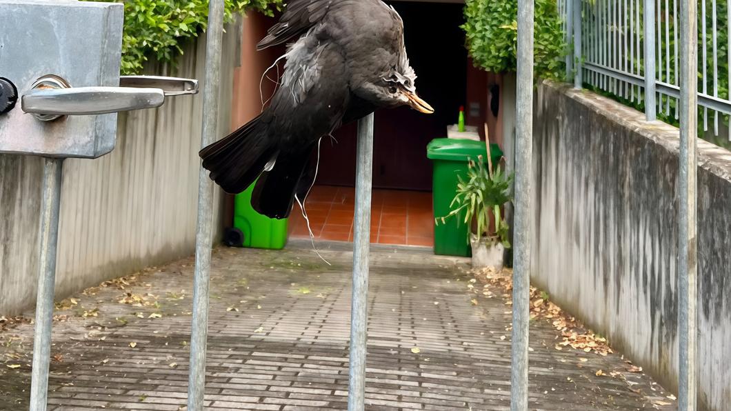 Segrate, a casa del sindaco. Cornacchia morta appesa al cancello: "Non mi faccio intimorire" Segrate, a casa del sindaco. Cornacchia morta appesa al cancello: "Non mi faccio intimorire"