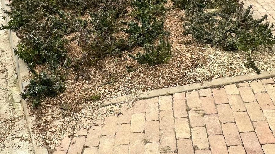 Guardamiglio procede tra alberi e aiuole con le indicazioni di un agronomo Guardamiglio procede tra alberi e aiuole con le indicazioni di un agronomo