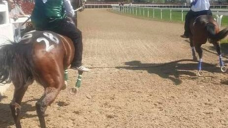 Le corse di addestramento del Palio di Legnano sono state riconfermate grazie all’impegno delle otto contrade e si terrano al centro La Stella Le corse di addestramento del Palio di Legnano sono state riconfermate grazie all’impegno delle otto contrade e si terrano al centro La Stella