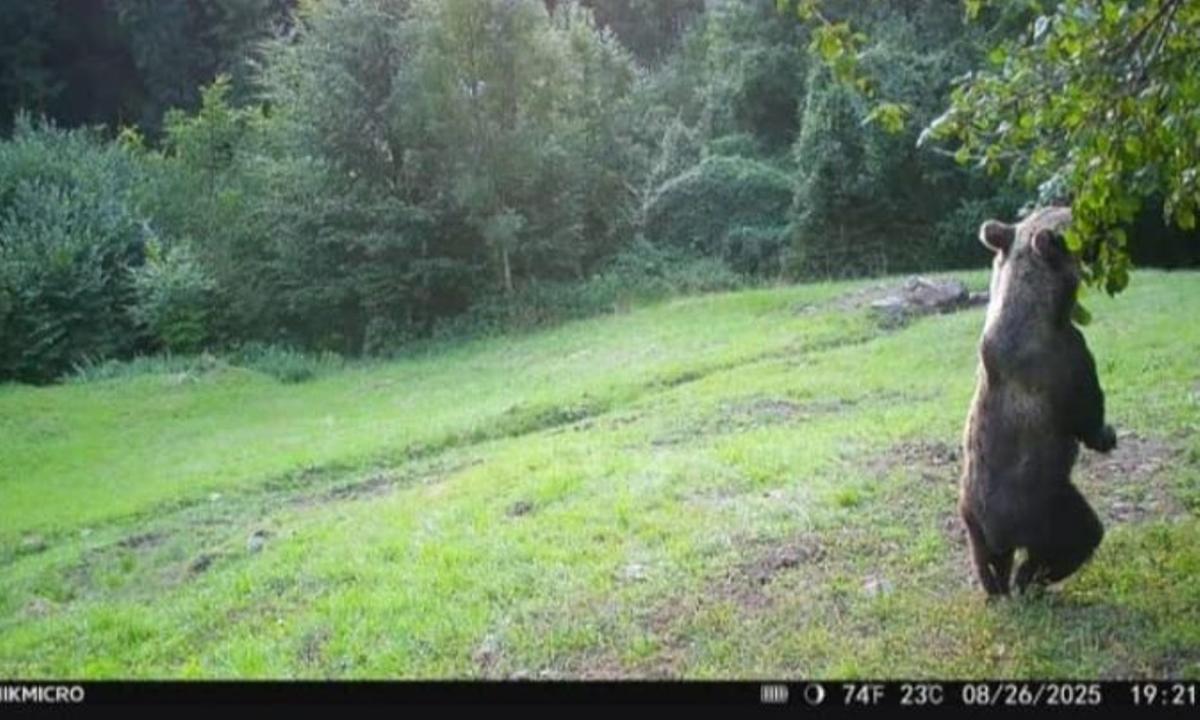La storia (falsa) dell’orso aggressivo che ha sbranato due setter: “Gira sui social, ma è del tutto falsa” La storia (falsa) dell’orso aggressivo che ha sbranato due setter: “Gira sui social, ma è del tutto falsa”