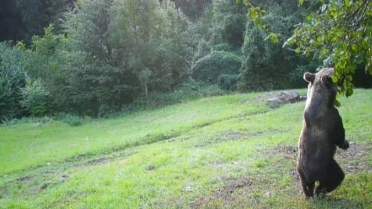 Un orso fotografato dalle fototrappole