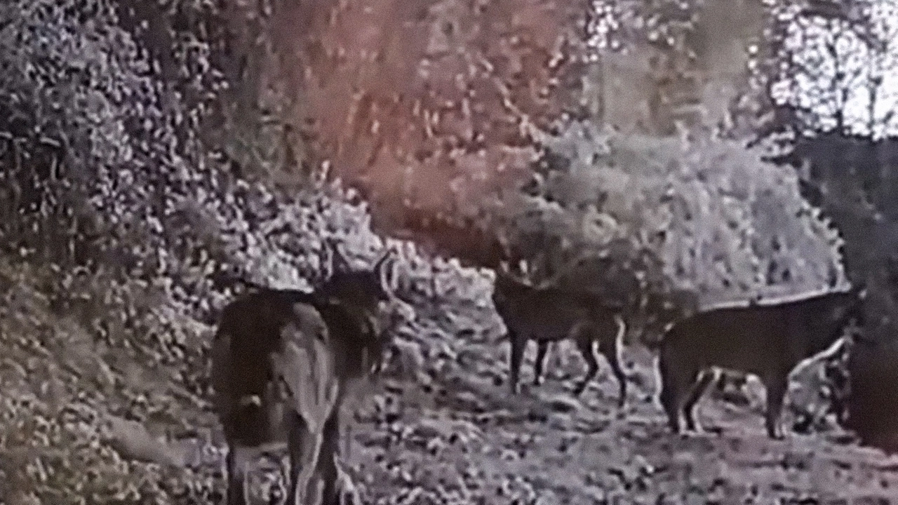 Un fotogramma del branco di lupi avvistato vicino al comune di Sormano, nel Comasco Un fotogramma del branco di lupi avvistato vicino al comune di Sormano, nel Comasco
