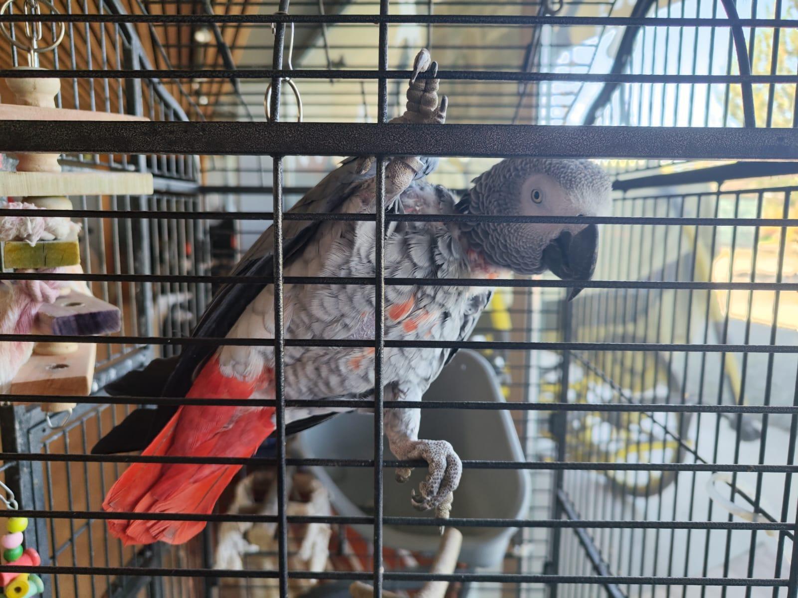 il pappagallo perduto e ritrovato ciao il mio nome è gino un ritorno a casa dopo 7 anni