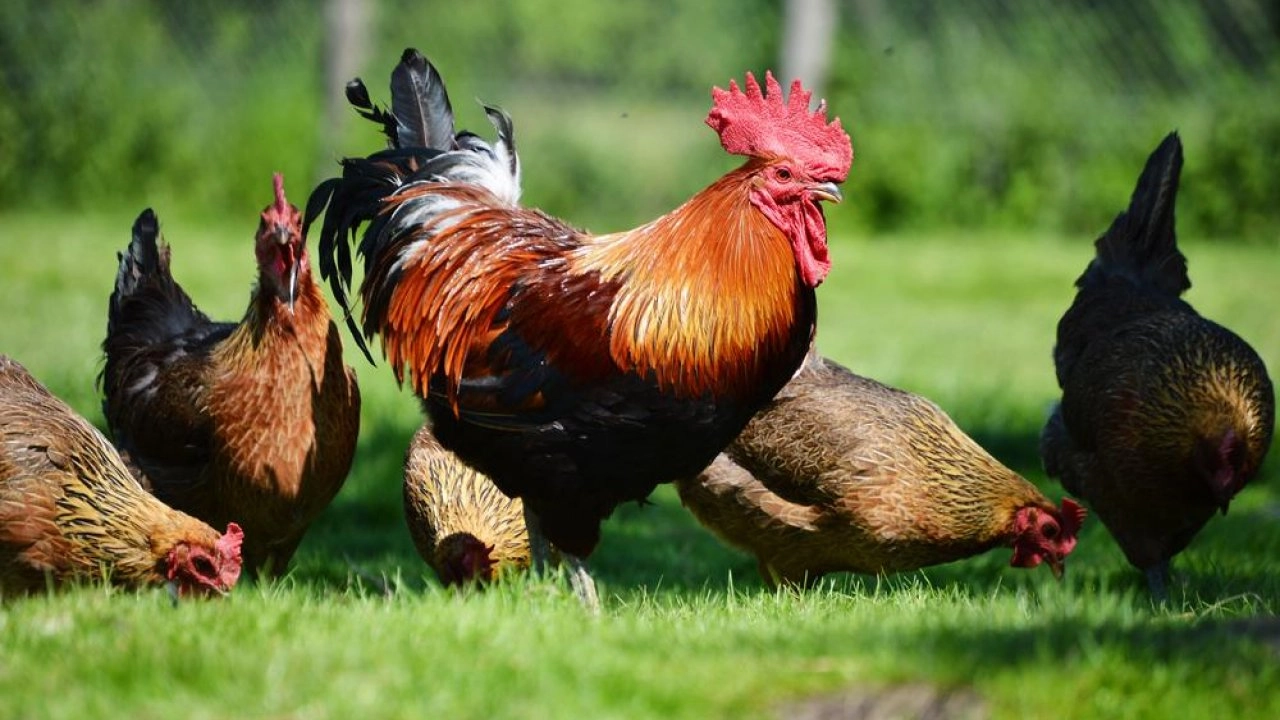 Morto il gallo Pepe (archivio) Morto il gallo Pepe (archivio)