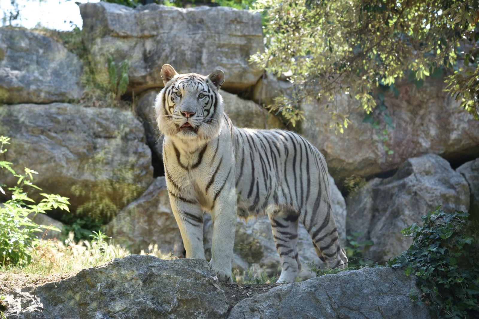 una tigre bianca una giraffa e un armadillo i nuovi animali rarissimi e a rischio estinzione nel parco le cornelle