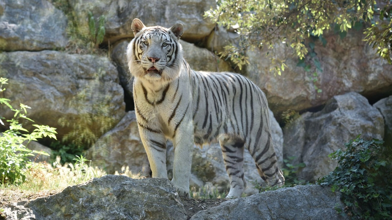 Thor è una tigre bianca maschio arrivata dal Safari Park di Pombia