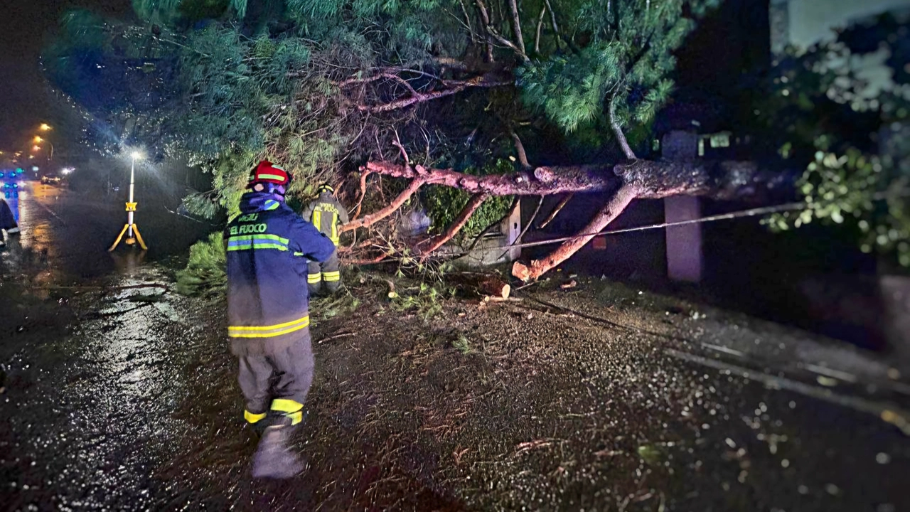 L'albero caduto sulla Strada provinciale a Galbiate L'albero caduto sulla Strada provinciale a Galbiate