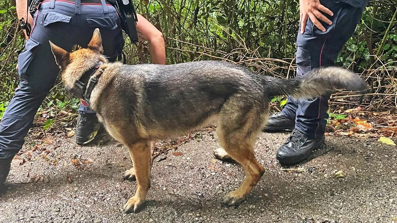 Operazione antidoto a Trescore Balneario contro avvelenamento animali domestici. Unità Cinofila Carabinieri rintraccia esche avvelenate, indagini in corso. Operazione antidoto a Trescore Balneario contro avvelenamento animali domestici. Unità Cinofila Carabinieri rintraccia esche avvelenate, indagini in corso.