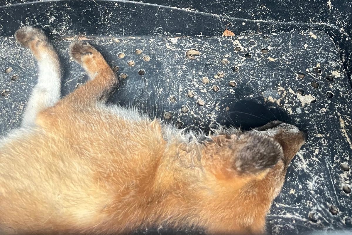 La volpe ferita si salverà grazie alle cure dei veterinari del Cras