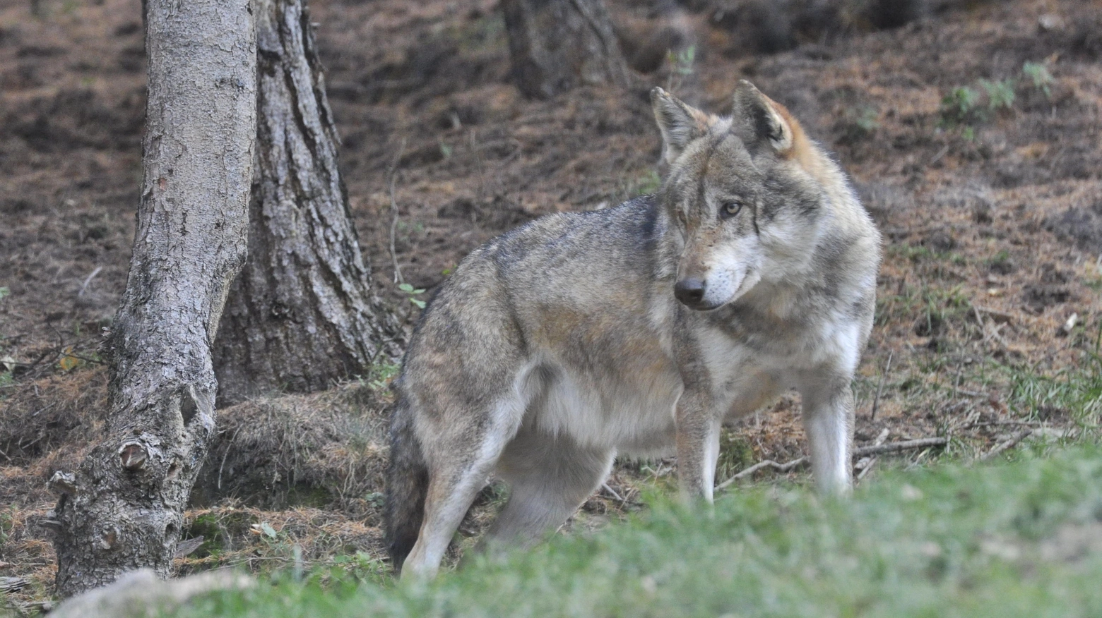 In Lombardia vivono una ventina di branchi di lupi