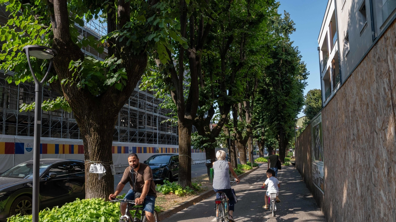 Due nuovi passi carrai. in viale Gavazzi, sacrificio annunciato per due tigli secolari. Ma i cittadini non ci stanno. : al via una petizione,. in poche ore. raccolte circa 400 firme