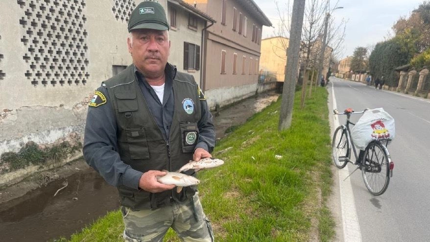 Una lunga striscia di morte è transitata, giovedì, da Madignano ed è arrivata fino a Ripalta Arpina, con centinaia di...