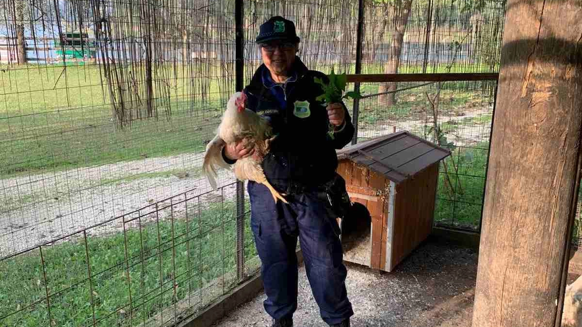 Una guardia zoofila dell'Oipa con una delle galline salvate Una guardia zoofila dell'Oipa con una delle galline salvate