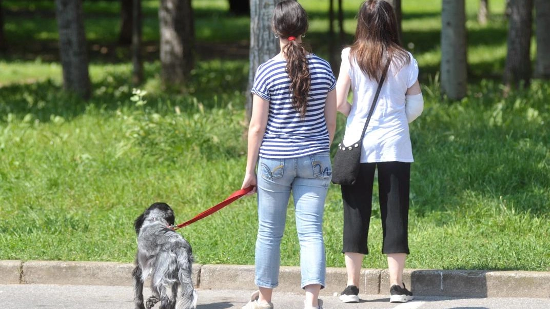 Il cane è stato mortalmente azzannato da un cane lupo che non era tenuto al guinzaglio Il cane è stato mortalmente azzannato da un cane lupo che non era tenuto al guinzaglio
