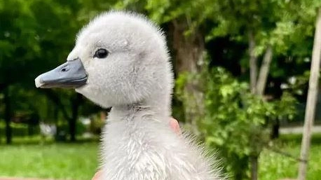 Tutti pazzi per i cigni della Muzza. Sono diventati un’attrattiva, con numerose persone e famiglie che vanno ad ammirarli,... Tutti pazzi per i cigni della Muzza. Sono diventati un’attrattiva, con numerose persone e famiglie che vanno ad ammirarli,...
