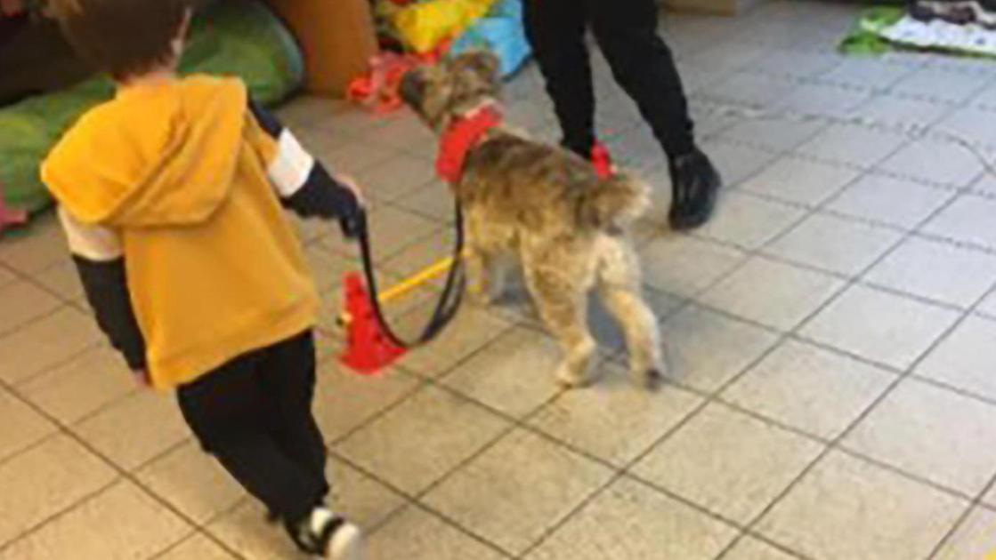 Novate, pet e art therapy per i ragazzi delle scuole. Obiettivo, accompagnarli nel passaggio di crescita Novate, pet e art therapy per i ragazzi delle scuole. Obiettivo, accompagnarli nel passaggio di crescita