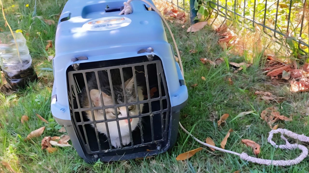 Il trasportino calato con una corda nell’oasi felina di Via Madonna del Bosco Dentro un. micio ferito Il trasportino calato con una corda nell’oasi felina di Via Madonna del Bosco Dentro un. micio ferito